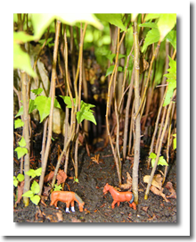 Mini Bosques MUNDITOS